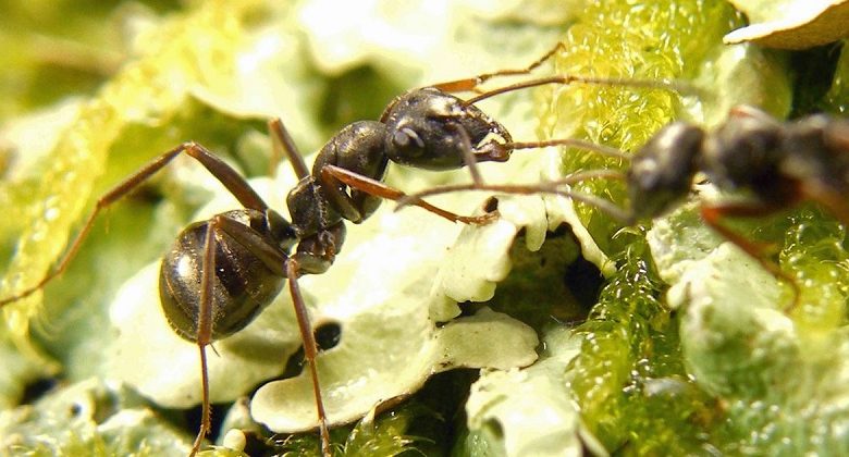 محققان از مورچه ها برای شناسایی سرطان در نمونه های ادرار کمک گرفتند